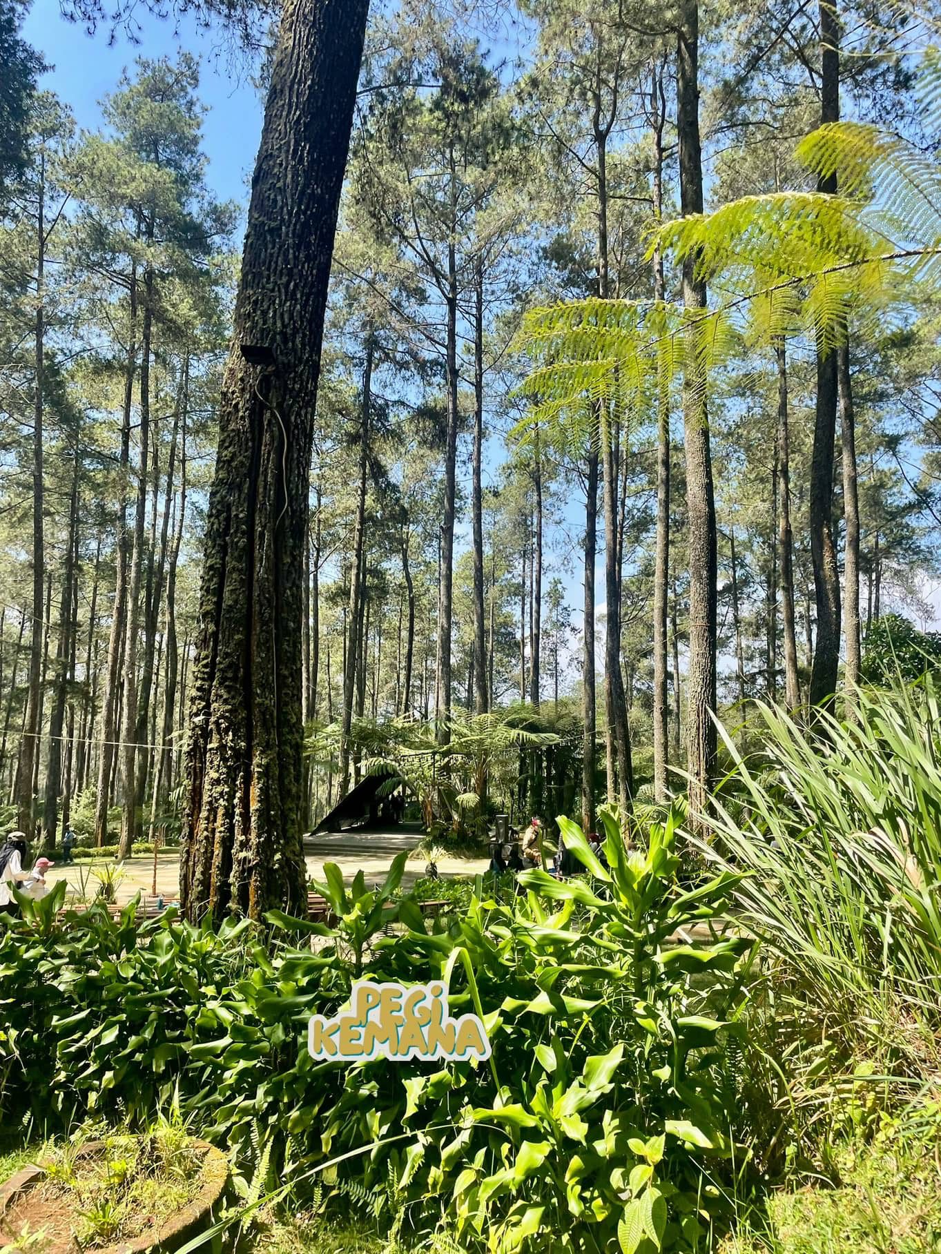 Orchid forest Cikole