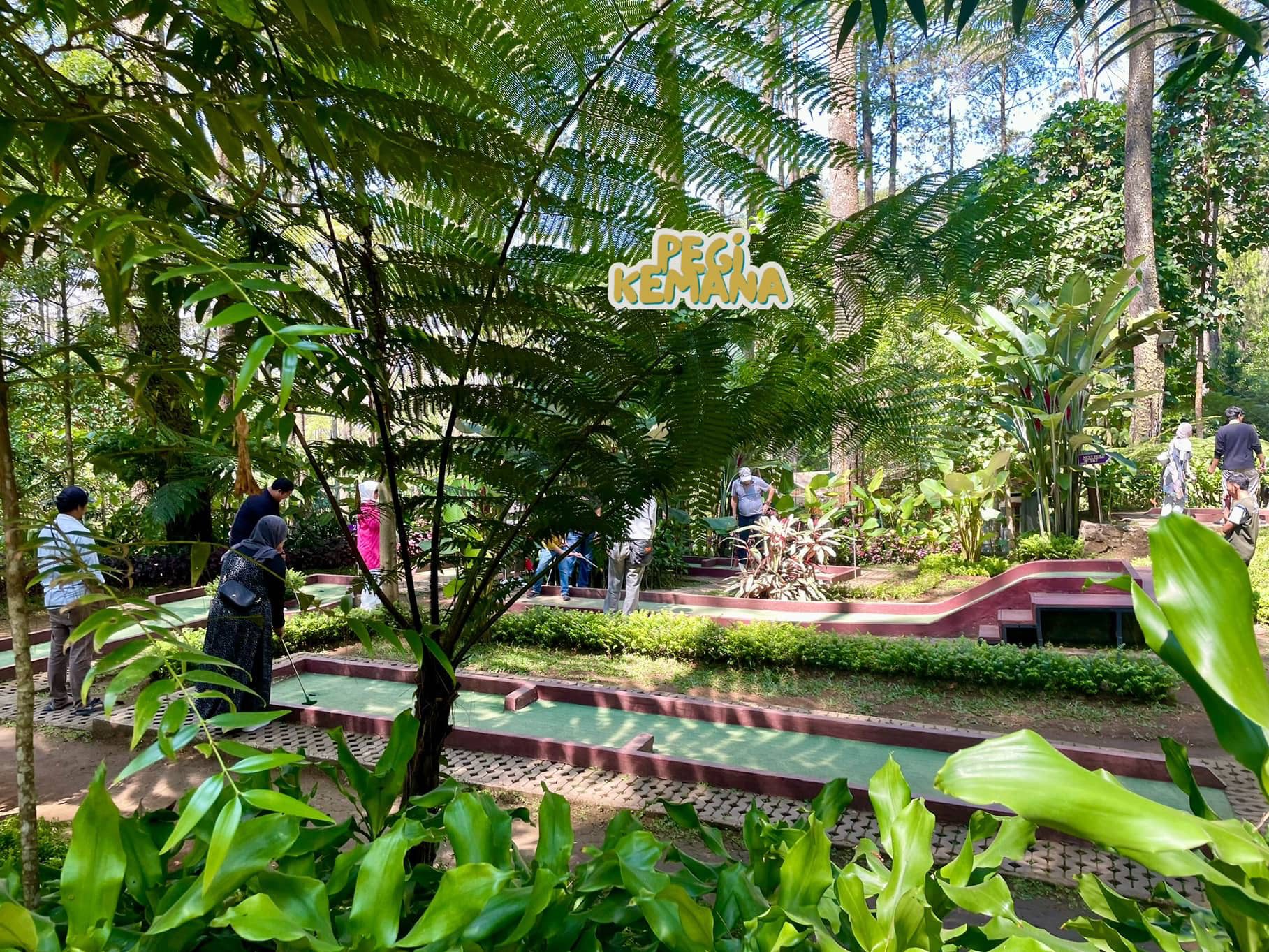 Orchid forest